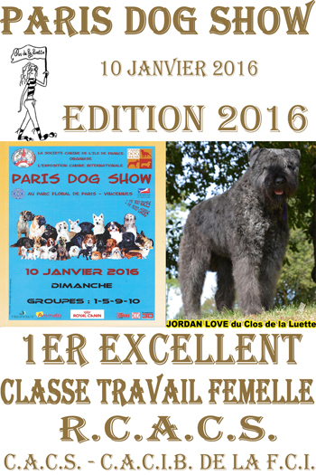 JORDAN LOVE Paris dog show Bouvier des flandres du clos de la Luette © copyright